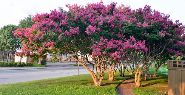 Crepe Myrtle