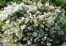 Common Myrtle