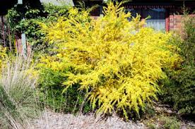 Gold Dust Wattle