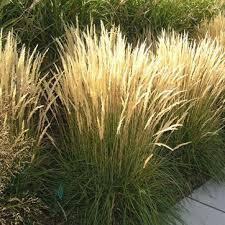 Feather Reed Grass