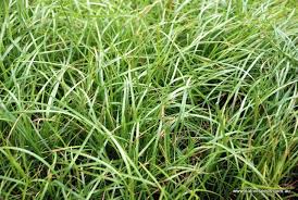 Weeping Grass